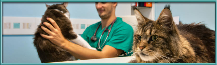 questionario Veterinario Treviso - Ambulatorio Saint Joseph