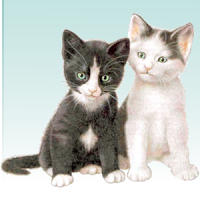 Gattini - Veterinario Treviso - Ambulatorio Saint Joseph