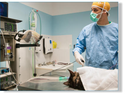 chirurgia per sterilizzazione laparoscopia mini invasiva