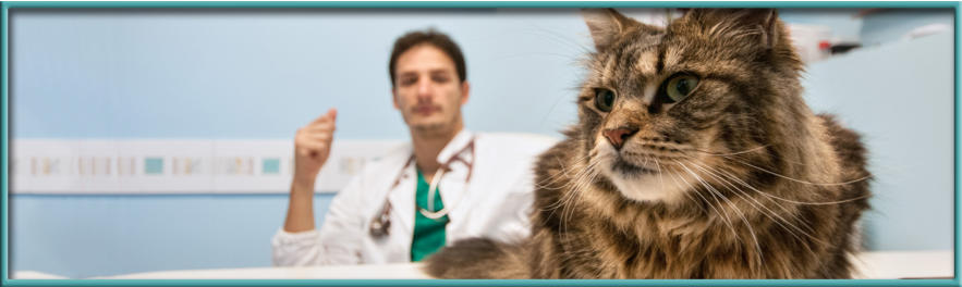 contatti - Veterinario Treviso - Ambulatorio Saint Joseph