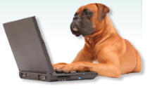 cane boxer - Veterinario Treviso - Ambulatorio Saint Joseph